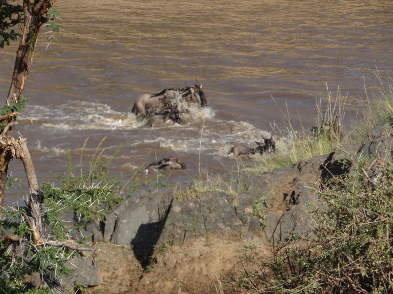 hektische Flussdurchquerung wegen der Krokodile